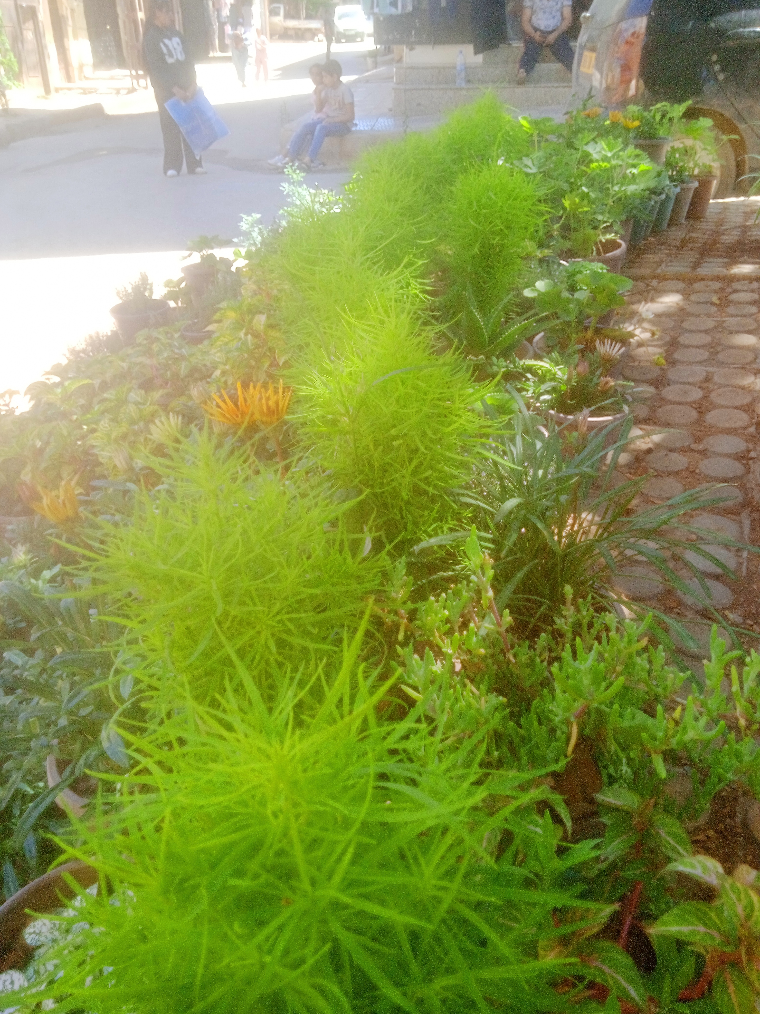 نباتات الزينة والورود الطبيعية