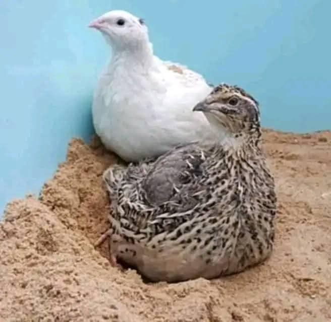 بيض السمان مهاب